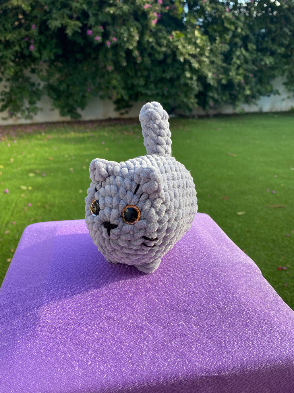 Gato mediano - varios colores